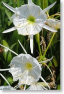 Cahaba_Lilies_closeup